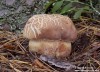 hřib borový (Houby), Boletus pinophilus, (Fungi)